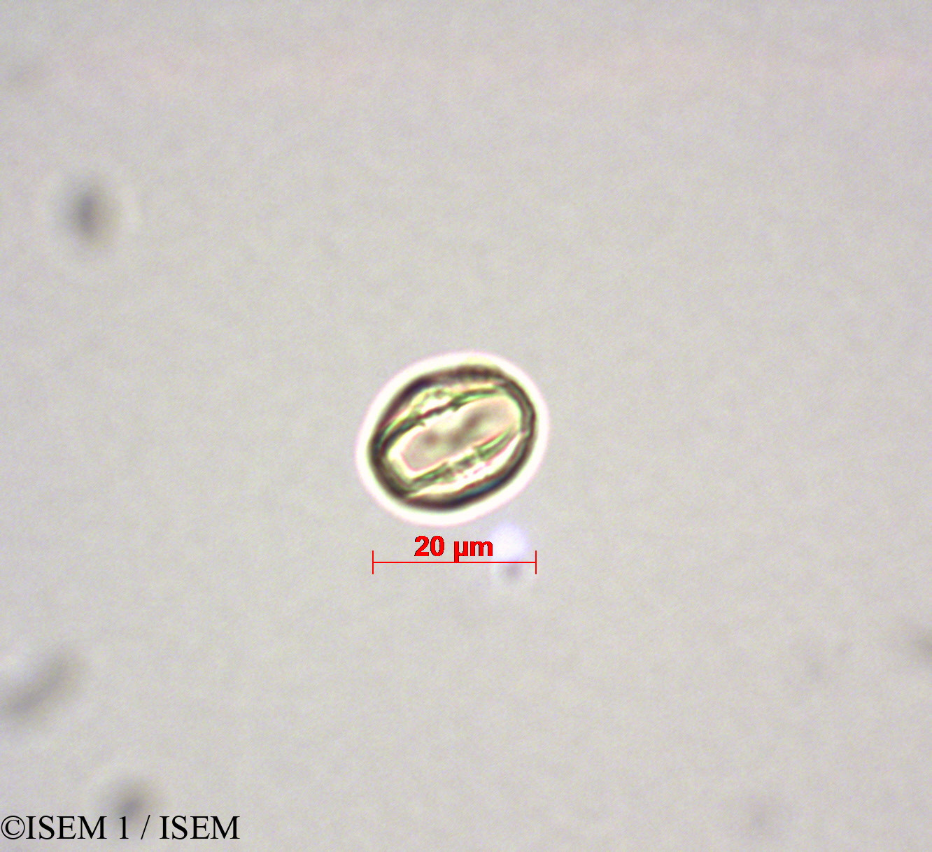 ISEM 1/Alchornea_iricurana_28006/Alchornea_iricurana_28006_0004(copy).jpg